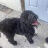 AKC Male Standard Poodle Pup