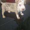 XL bully puppy for sale