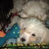 Male teacup Maltese/ toy poodle