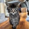 Maine coon kittens now ready for new homes