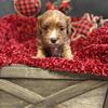 F1b cavapoos