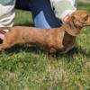 1yr AKC female dapple mini dachshund