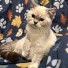 Himalayans, Persians and Exotic Shorthair