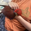 Female (7 MO) Vosmaeri Eclectus for rehome