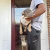American Bully puppy 
