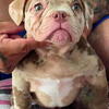 Flo-Rida daughter chocolate merle