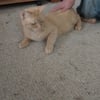 Orange female cat for a new home