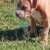 Male American Bully puppy 