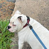 🐾💕 SWEET KILO LOOKING FOR HER FOREVER HOME 💕🐾