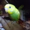 We have some baby Budgies(Parakeets) available!