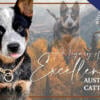 AKC Australian Cattle Dog puppies for sale in PA with transport service