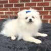 CKC Pomeranian: OPAL (female)