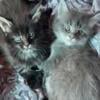 beautiful maine coon kittens