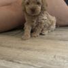 Chocolate Phantom cockapoo puppies just one boy left beautiful