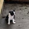 CKC Registered Boston Terrier. Female