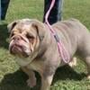 Beautiful Lilac Tri Female English Bulldog