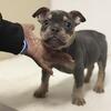 Bully Pups Ready to go