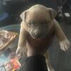 Bully pups