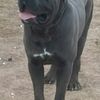 ( Pure Royalty  Majestic  K9's Cane Corso Foundational Stud Males Iccf/Akc dual registered