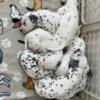 full blooded Dalmatian pups up for rehoming