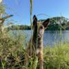 Belgian Malinois Puppies 