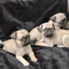 Pug puppies for sale (all males)