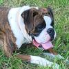 Akc Boxer Stud Service