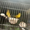 Canary one pair male and female ready to breed 2023