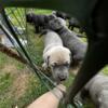 Blue Pure bred cane Corso Puppies