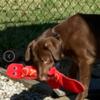 Chocolate Labrador Rehoming