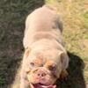 Beautiful English Bulldogs AVAILABLE