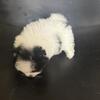 SHOW BIG Coat Black White Male Dainty Sweet Show Quality health guarantee pet insurance