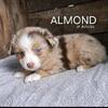 Toy Red Merle Femal- Almond
