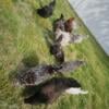 10 Laying Hens and Rooster looking for a new home