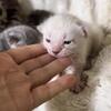 Bengal Kittens-Browns, blue and snow