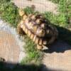 Male Sulcata Tortoise