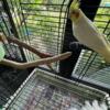 For sale Beautiful Female Cockatiel