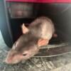 Male rat in Ohio for sale