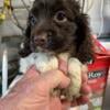 Adorable American Cocker Spaniels