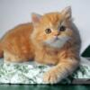 NEW Elite Scottish straight kitten from Europe with excellent pedigree, male. Angel