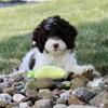 Ace Male Cockapoo