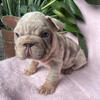 French bulldog (big rope) 