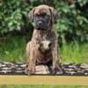 Brindle Female Cane Corso Puppy Minnesota Iowa Wisconsin