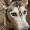 3 year old Unfixed Female