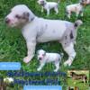 Registered Male catahoulas from working parents