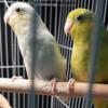 YONG PAIR OF PARROTLETS