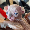 Sphynx kitten 