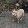 Exotic Bully Puppy