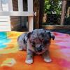 Longcoat Male Merle Chihuahua Puppy