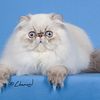 Retired Grand Champion Male Blue Lynx Point Himalayan Available, neutered